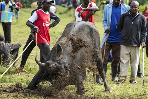 AP PHOTOS: Thousands attend a bullfighting competition in Kenya despite the risk of being gored
