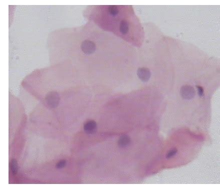 AP1 LAB 1: histology Flashcards | Quizlet - muktibox.com