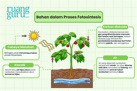 Apa Arti Fotosintesis dalam Ilmu Biologi - Media Indonesia - muktibox.com