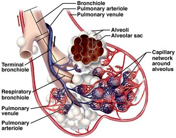 apa itu alveolus - elchoricharrua.com