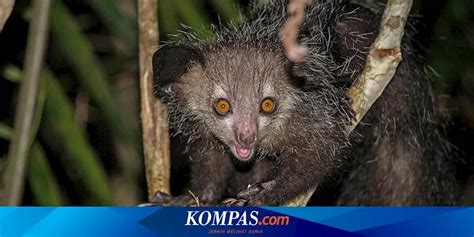 apa itu boro - elchoricharrua.com