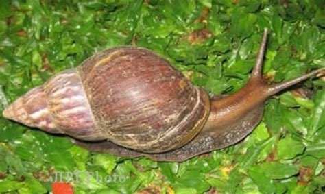 Apa Makanan Siput - muktibox.com