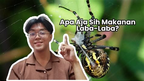 Apa Nama Latin Laba Laba - muktibox.com