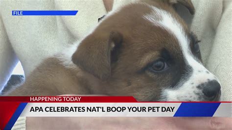 APA celebrates 'National Boop Your Pet' Day