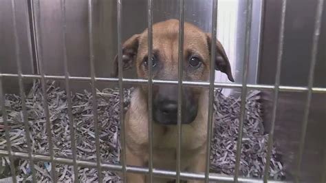 APA shelters in crisis ask for help as dog population increases record 159%