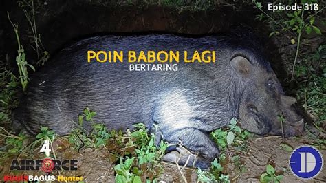 Apakah Babi Bertaring - muktibox.com