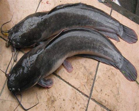 Apakah Lele Termasuk Ikan - muktibox.com