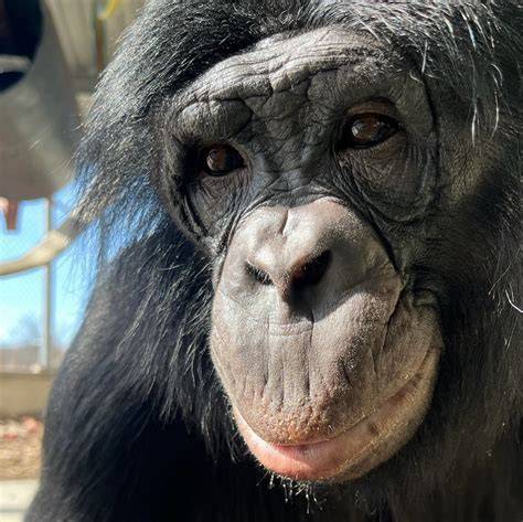 Ape Cognition and Conservation Initiative - raincitystudios.com