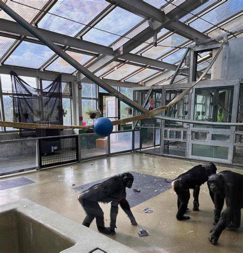 Ape Initiative - raincitystudios.com