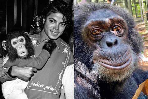 Ape sanctuary where Michael Jackson’s chimpanzee lives ... - Yahoo - raincitystudios.com