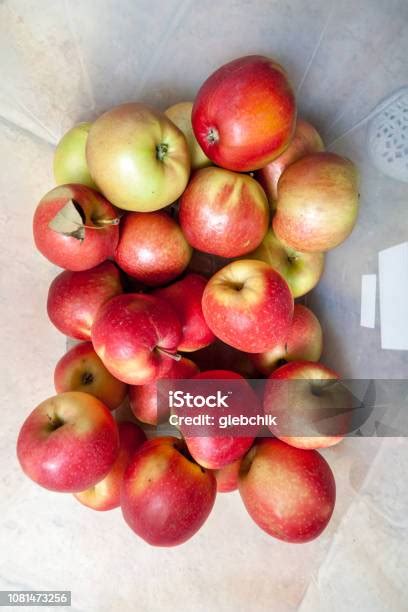 apel india matang - elchoricharrua.com