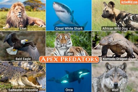 Apex Predators List, Pictures & Facts: The … - muktibox.com