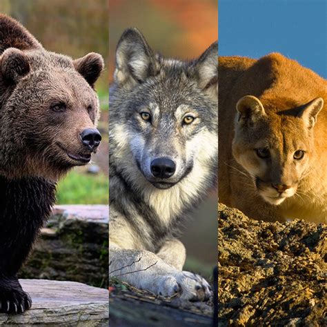 Apex predators not a quick fix for restoring ecosystems - raincitystudios.com