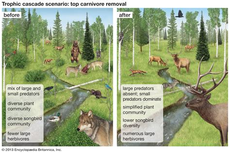 Apex Predators- Definition, Trophic Cascade, Examples - raincitystudios.com