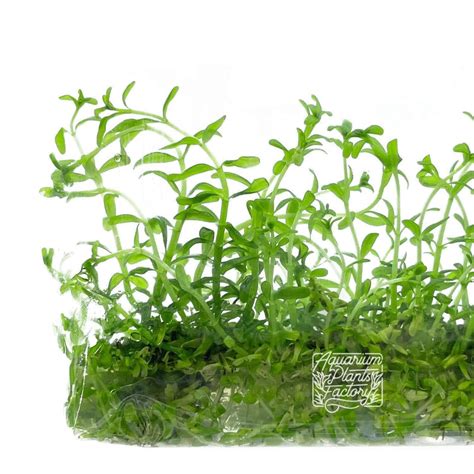 APF Tissue Culture Aquarium Plants Factory®