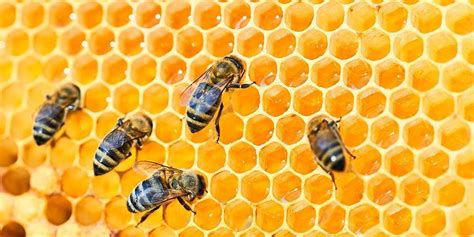 Apiculture: What Is Beekeeping & How It Works - muktibox.com