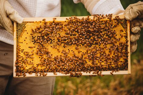 Apiculture and Beekeeping - National Agricultural Library - muktibox.com