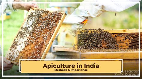 Apiculture Meaning - BYJU'S - muktibox.com