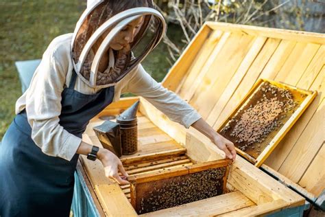 Apiculture or BeeKeeping - GeeksforGeeks - muktibox.com