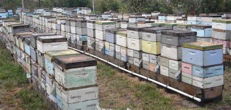 APICULTURE definition in the Cambridge English Dictionary