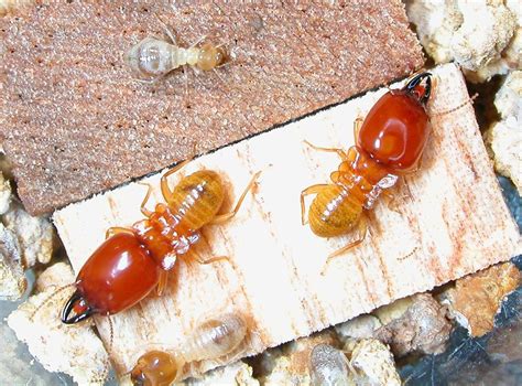 Aplikasi Bakteri Endosimbion Rayap Macrotermes gilvus Hagen dalam ... - muktibox.com