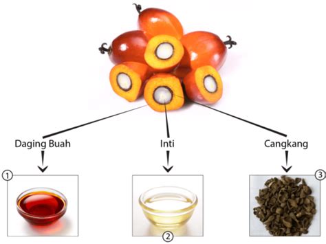 Aplikasi Dietanolamida Dari Asam Laurat Minyak Inti Sawit Pada ... - wintechmobiles.com