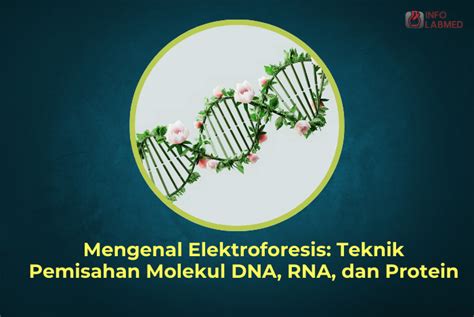 Aplikasi Elektroforesis dalam Pemisahan Protein dan DNA - Studocu - muktibox.com