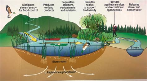 APPENDIX 3.7-C-1: BIOLOGICAL RESOURCES AND WETLANDS …