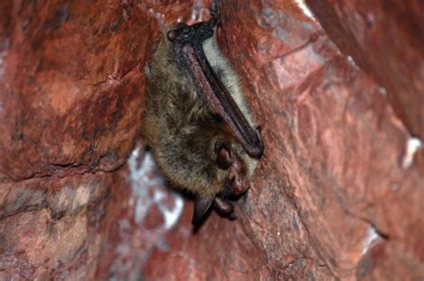 APPENDIX IV Potential northern long-eared bat roost trees - FWS