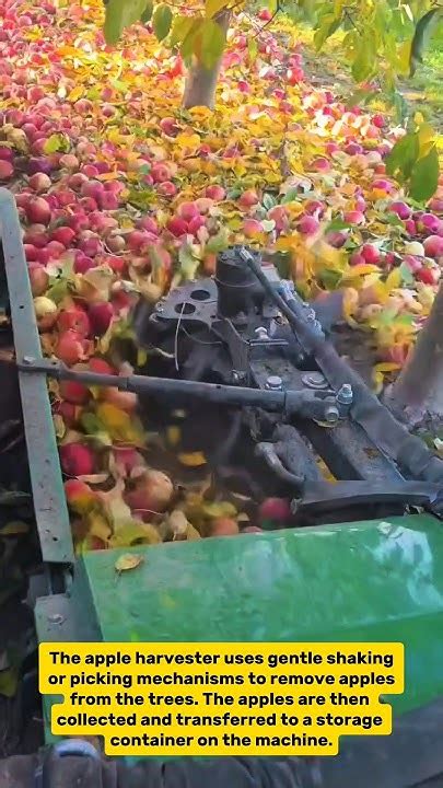 Apple Harvesting Revolution: Automated Orchard Technology in Action - raincitystudios.com
