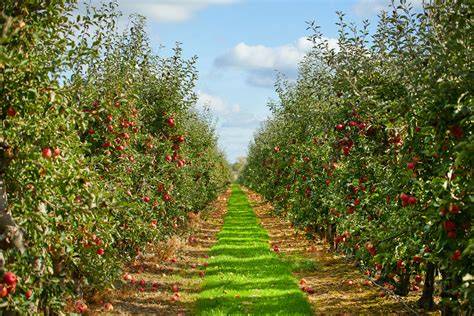 Apple Picking | Apple Hill Orchard & Cider Mill | United … - raincitystudios.com