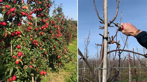 Apple tree pruning for high productivity & orchard … - raincitystudios.com