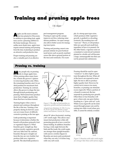 Apple Tree Training and Pruning - UMass Amherst - raincitystudios.com