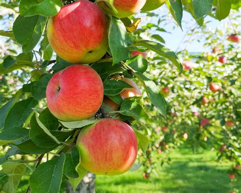 APPLE TREES - FRUIT TREES - EVERGREEN TREES - SHADE TREES … - raincitystudios.com
