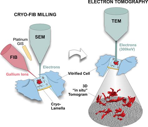 APPLICATION NOTE Cryo-FIB thinning of protein …