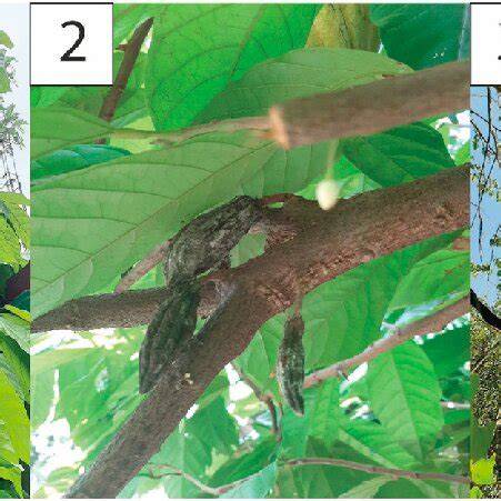 Application of different types of pruning to the cacao … - raincitystudios.com
