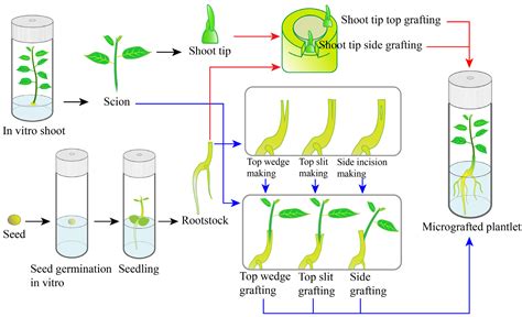 Applications and future prospects of in vitro grafting in horticulture ... - raincitystudios.com