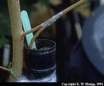Approach Grafting and Inarching - Cornell University - raincitystudios.com