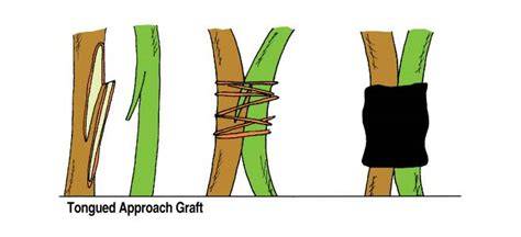 Approach Grafting - Earth-Kind® Landscaping Earth-Kind® Landscaping - raincitystudios.com