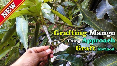 Approach Grafting Technique On Mango Trees - raincitystudios.com