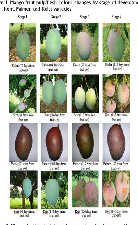 Appropriate harvest age of mango (Mangifera indica cv. Arumanis) for ... - raincitystudios.com