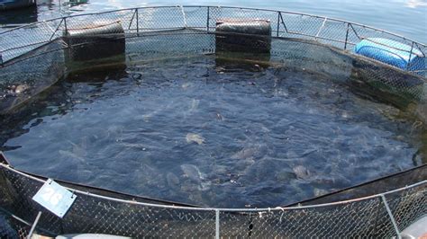 Aquaculture of tilapias - Food and Agriculture Organization - raincitystudios.com