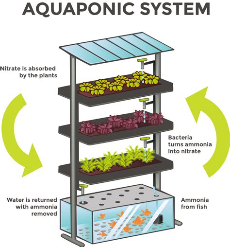 Aquaponic Systems, Supplies and Education | The Aquaponic Source - raincitystudios.com