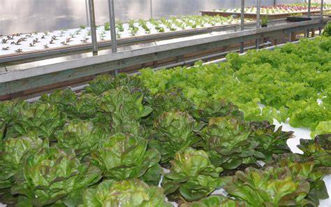 Aquaponics Kits Online and In-Store - Aqua Gardening - raincitystudios.com