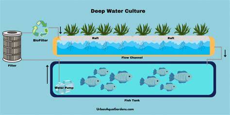 Aquaponics Raft (Deep Water Culture) System - raincitystudios.com
