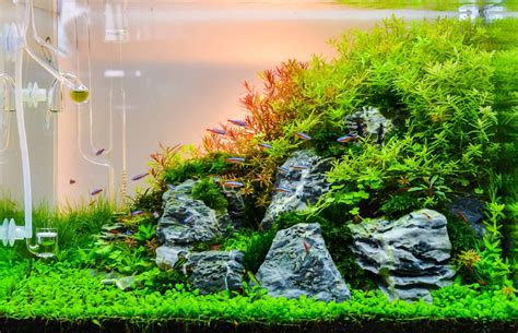 Aquarium Rocks & Decor - Arizona Aquatic Gardens - muktibox.com