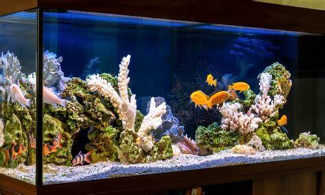 Aquariums & Fish Tanks For Sale - Acrylic, Saltwater, … - raincitystudios.com