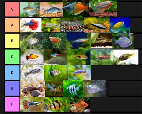 Aquariums List - raincitystudios.com