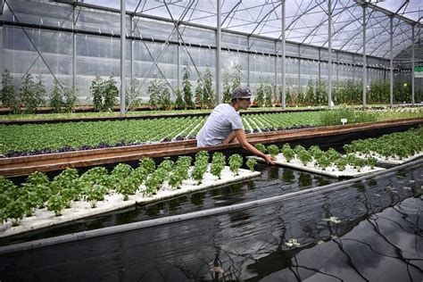 Aquaroots Aquaponics Farm - Aquaroots Organic … - raincitystudios.com