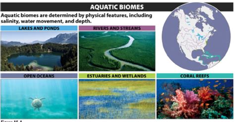 AQUATIC BIOMES Flashcards | Quizlet - raincitystudios.com